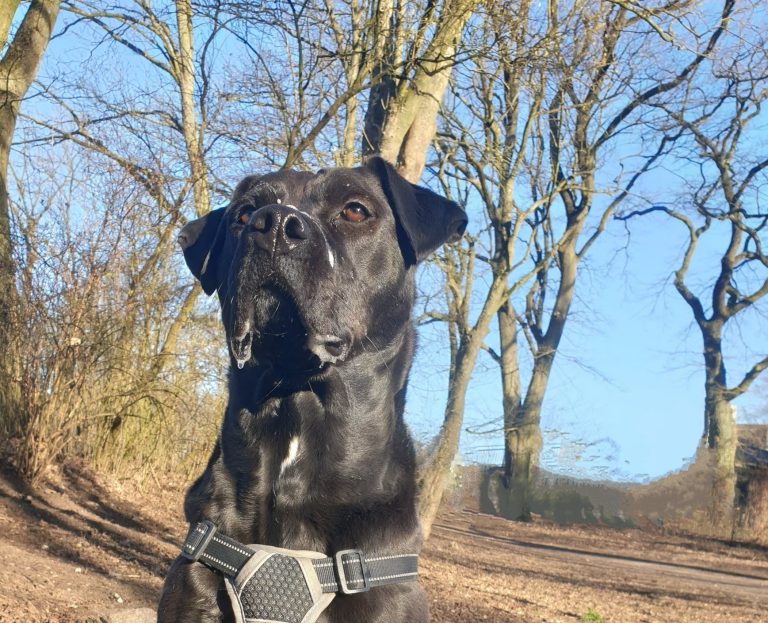 hundesitter norderstedt hundebetreuung norderstedt glückliche schnauze norderstedt dog sharing norderstedt gassi gehen norderstedt gassi service norderstedt hundebetreuung hundebetreuung hamburg langenhorn hundesitting hundetagesstätte norderstedt Gassiservice Norderstedt Hundebetreuung Norderstedt Gassi gehen Norderstedt Dogwalker Norderstedt