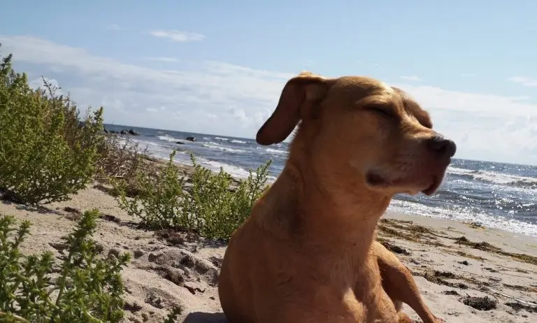 hundesitter norderstedt hundebetreuung norderstedt glückliche schnauze norderstedt dog sharing norderstedt gassi gehen norderstedt gassi service norderstedt hundebetreuung hundebetreuung hamburg langenhorn hundesitting hundetagesstätte norderstedt Gassiservice Norderstedt Hundebetreuung Norderstedt Gassi gehen Norderstedt Dogwalker Norderstedt