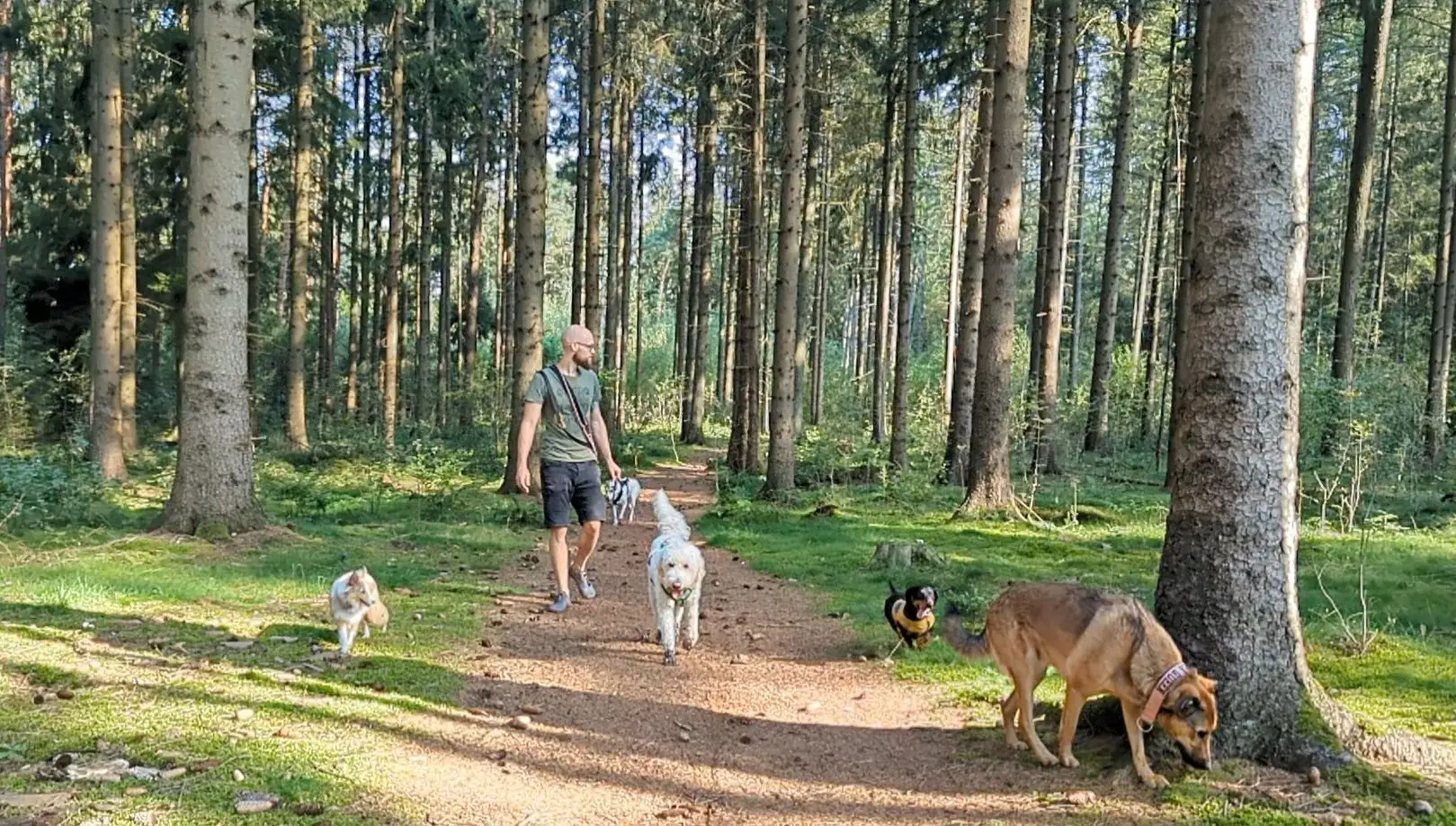 hundesitter norderstedt hundebetreuung norderstedt glückliche schnauze norderstedt dog sharing norderstedt gassi gehen norderstedt gassi service norderstedt hundebetreuung hundebetreuung hamburg langenhorn hundesitting hundetagesstätte norderstedt Gassiservice Norderstedt Hundebetreuung Norderstedt Gassi gehen Norderstedt Dogwalker Norderstedt